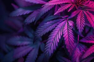 cannabis feuilles. cannabis marijuana feuillage avec une violet rose teinte sur une noir Contexte. photo