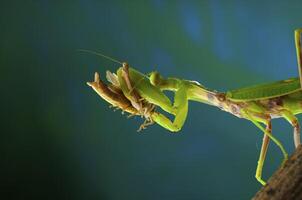 vert mante dans studio photo