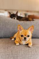 magnifique petit chien marron chihuahua mensonge sur le canapé à maison. photo