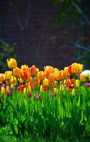 le tulipes, épanouissement dans une jardin. coloré fleurs photo