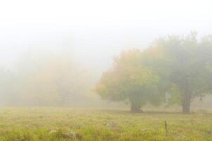 automnal des arbres sur le le coucher du soleil dans parc photo