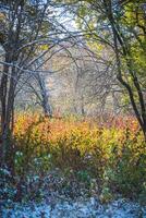 l'automne parc après le premier neige dans octobre photo