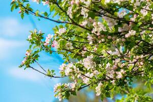 printemps fleurir, branche de une épanouissement Pomme arbre sur jardin Contexte photo