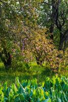 printemps fleurir, branche de une épanouissement Pomme arbre sur jardin Contexte photo