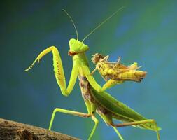 vert mante dans studio photo