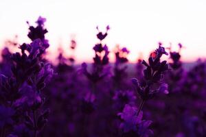 lavande fleur champ fermer sur coucher de soleil, Frais violet aromatique fleurs pour Naturel Contexte. conception modèle pour mode de vie illustration. violet lavande champ dans Provence, France. photo