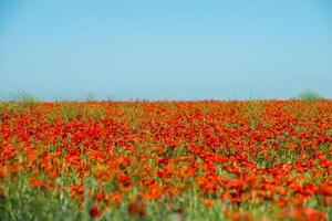 Naturel fleur Contexte. incroyable vue de coloré rouge coquelicot floraison. photo