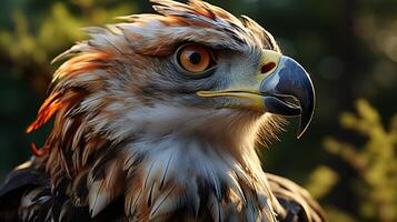 Aigle forêt Montagne prédateur faune photo