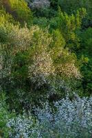 printemps fleurir, branche de une épanouissement Pomme arbre sur jardin Contexte photo