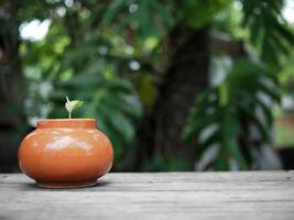 zamioculcas mamifolia dans caramique pot sur table avec jardin Contexte la nature photo