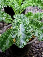 vert élever chou frisé dans pot avec en bonne santé nourriture et souper nourriture grandir dans photo