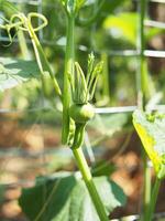 vert élever chou frisé dans pot avec en bonne santé nourriture et souper nourriture grandir dans photo