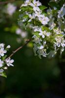 branches d'un pommier en fleurs photo