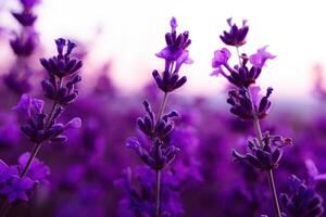 lavande fleur champ fermer sur coucher de soleil, Frais violet aromatique fleurs pour Naturel Contexte. conception modèle pour mode de vie illustration. violet lavande champ dans Provence, France. photo