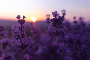 lavande fleur champ fermer sur coucher de soleil, Frais violet aromatique fleurs pour Naturel Contexte. conception modèle pour mode de vie illustration. violet lavande champ dans Provence, France. photo