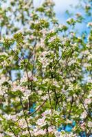 printemps fleurir, branche de une épanouissement Pomme arbre sur jardin Contexte photo