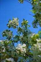 branches d'un pommier en fleurs photo