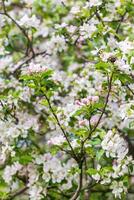 printemps fleurir, branche de une épanouissement Pomme arbre sur jardin Contexte photo