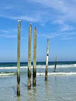 mouette et Royal sternes sur Haut de bois poteaux, pilotis à jetée plage maquereau entrée, Floride photo