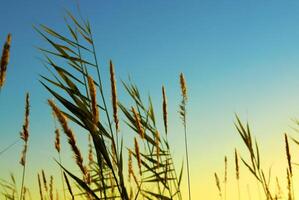 vert roseau sur le le coucher du soleil photo