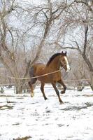 cheval hiver dans le après midi sur marcher photo