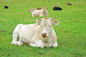 mensonge vache sur une herbe dans Montagne photo