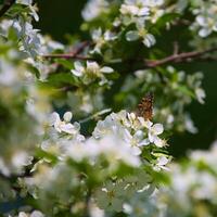 papillon Vanessa io sur Pomme arbre fleur photo