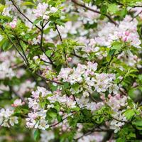 printemps fleurir, branche de une épanouissement Pomme arbre sur jardin Contexte photo