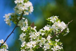 papillon Vanessa io sur Pomme arbre fleur photo