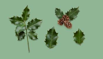 diverses feuilles de gui pour la décoration de noël photo