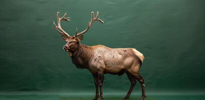 statue de une cerf dans de face de vert Contexte photo