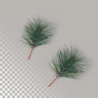 Deux feuilles de pin vert de Noël isolé photo