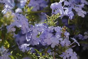 cap leadwort ou bleu plombagine, bleu fleurs photo