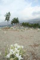 le plage de Crète, Grèce photo