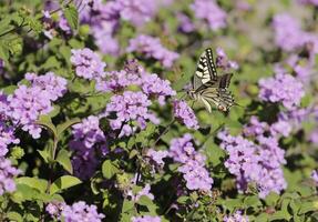 coloré méditerranéen fleurs avec papillon photo