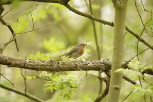 Robin sur une branche dans une forêt photo