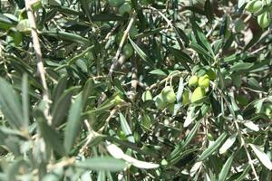 Olives sur une arbre photo