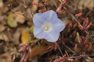 bleu solanales fleur photo