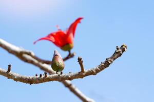 rouge coton arbre bourgeons sont Célibataire fleurs cette apparaître à le conseils de branches ou à le conseils de tire. le fleurs sont grand, cramoisi rose, rouge, écarlate. photo