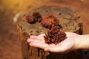 sec fruit de pinus Merkusii sur main et Contexte de sec fruit souche et sec feuilles le fruit est appelé une cône. il est une longue cône avec Balance alentours il. lorsque mature il est vert et marron. photo