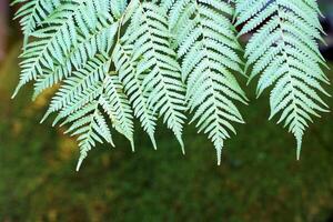 paco fougère feuilles sur le vert Contexte de le arbre sont plumeux composé feuilles. il est lumière vert et lorsque mature il devient foncé vert. Jeune pousse sont populairement utilisé pour cuisson. photo