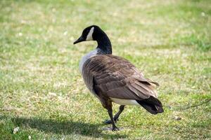 canadien oies, Branta canadensis sur le lac. photo