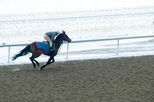 course cheval avec jockeys sur le Accueil droit. rasage effet. photo