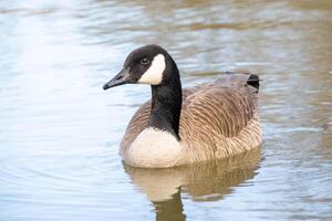 canadien oies, Branta canadensis sur le lac. photo