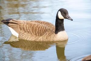 canadien oies, Branta canadensis sur le lac. photo