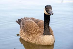 canadien oies, Branta canadensis sur le lac. photo