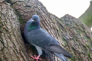 fermer de magnifique Pigeon dans le parc, sélectif se concentrer. photo