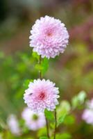 aster fleur a un autre Nom termite Marguerite, photo