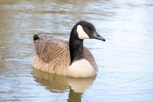 canadien oies, Branta canadensis sur le lac. photo