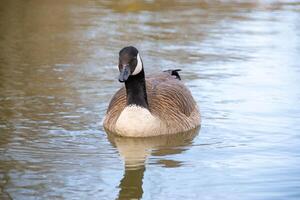 canadien oies, Branta canadensis sur le lac. photo